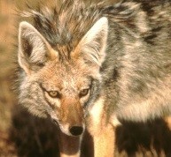 golden jackal – Photo credit: Patricia D. Moehlman