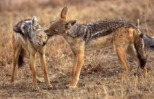silver-backed jackal – Photo credit: Patricia D. Moehlman silver-backed jackal – Photo credit: Patricia D. Moehlman