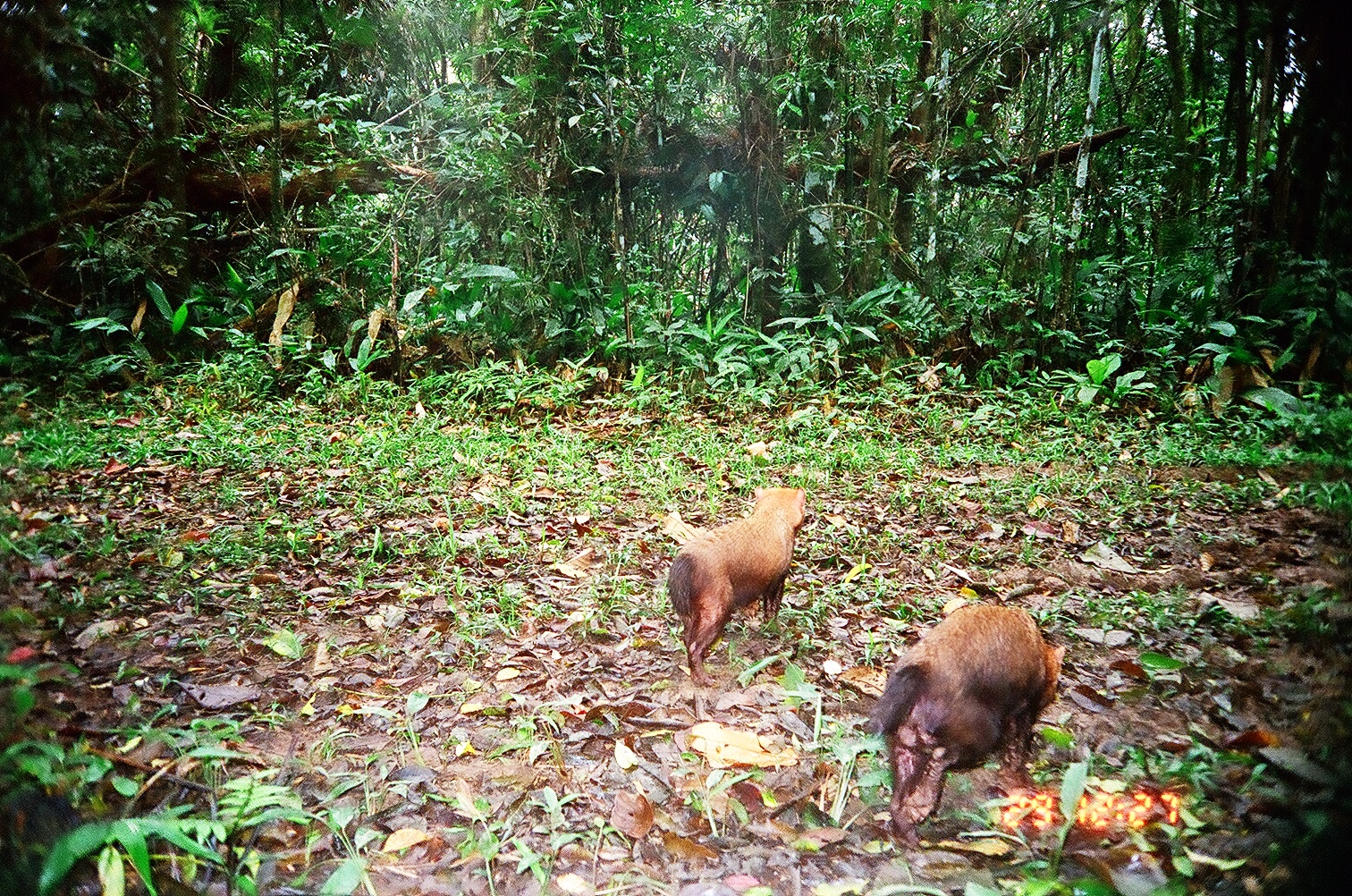 bush dog - © BM Beisiegel bush dog - © BM Beisiegel