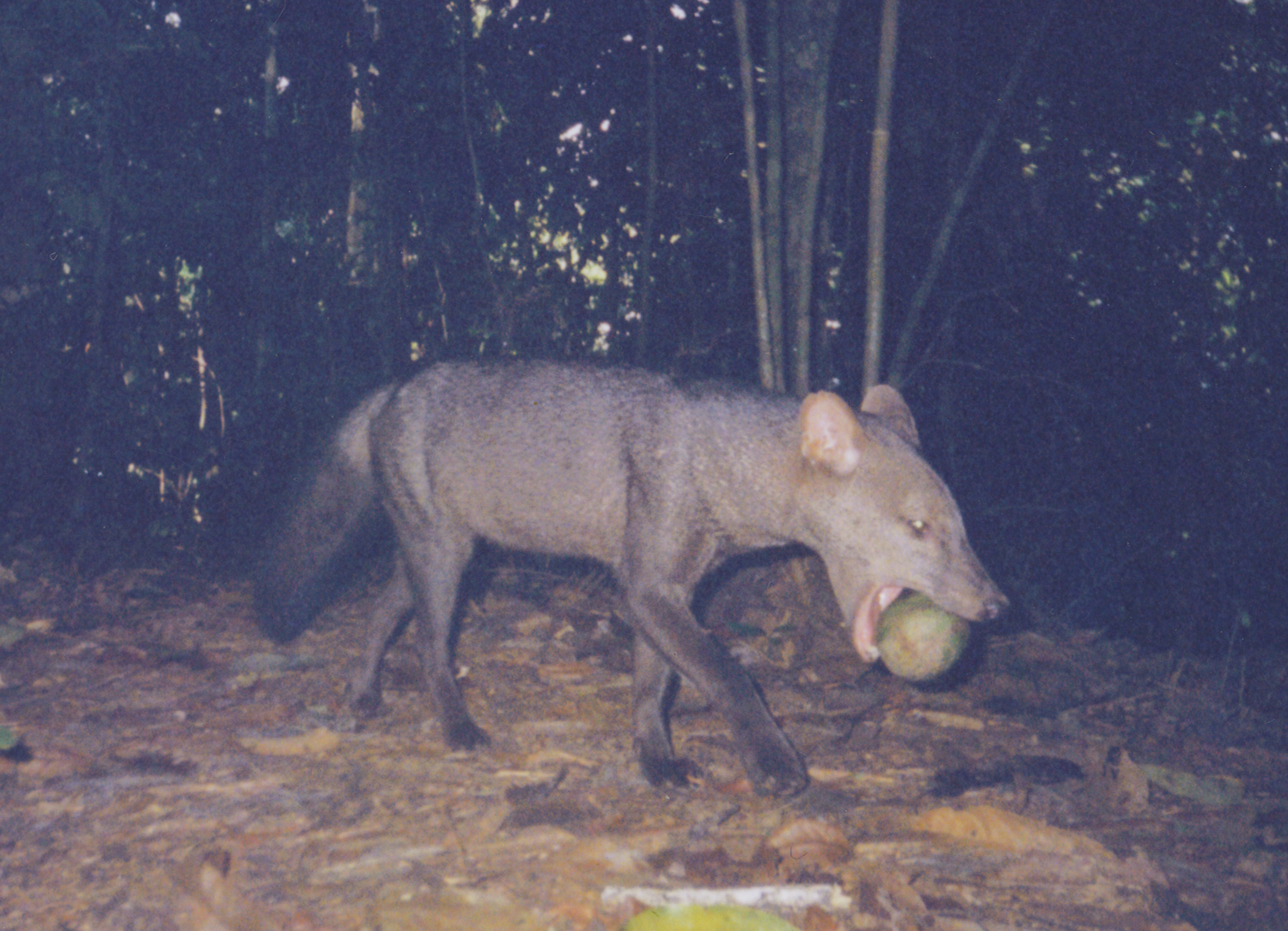 short-eared dog - © Pitman and Swarner short-eared dog - © Pitman and Swarner