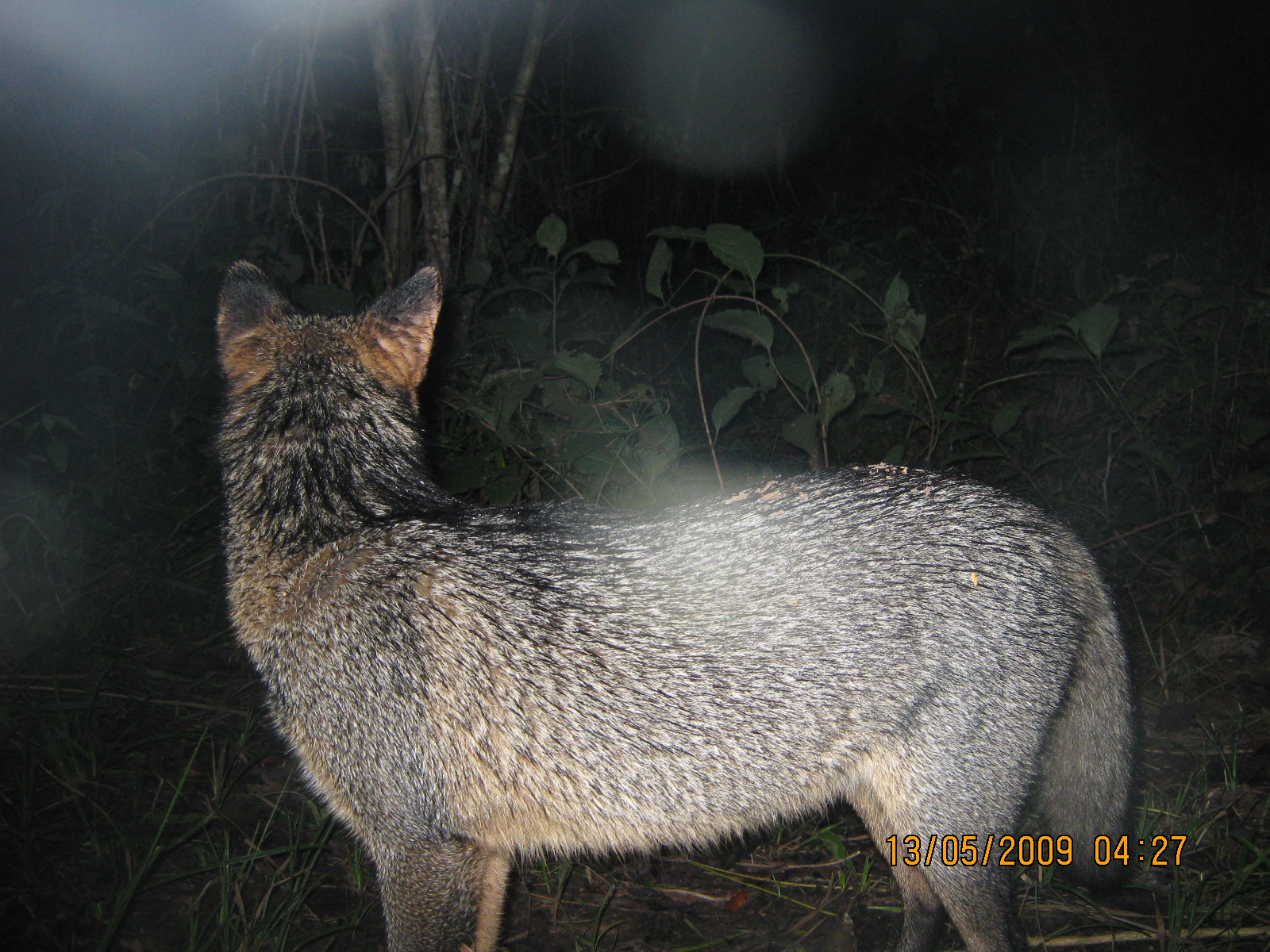 crab-eating fox - © Rosario Arispe & Claudia Venegas crab-eating fox - © Rosario Arispe & Claudia Venegas