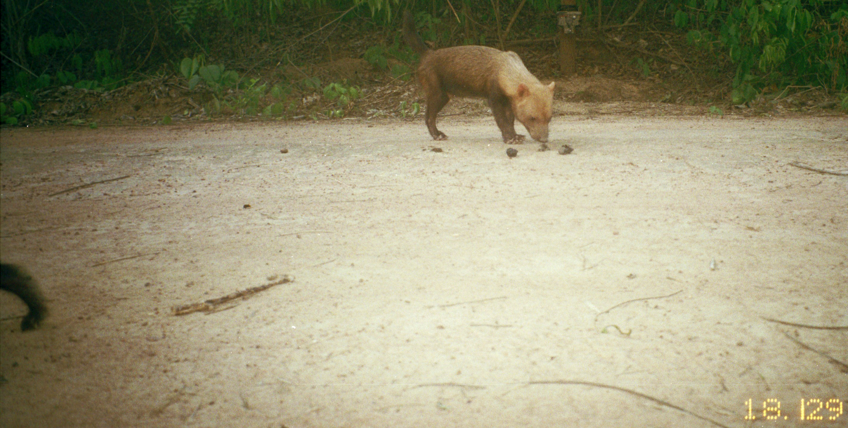 bush dog -© Rosario Arispe, Claudia Venegas, & Damian Rumiz