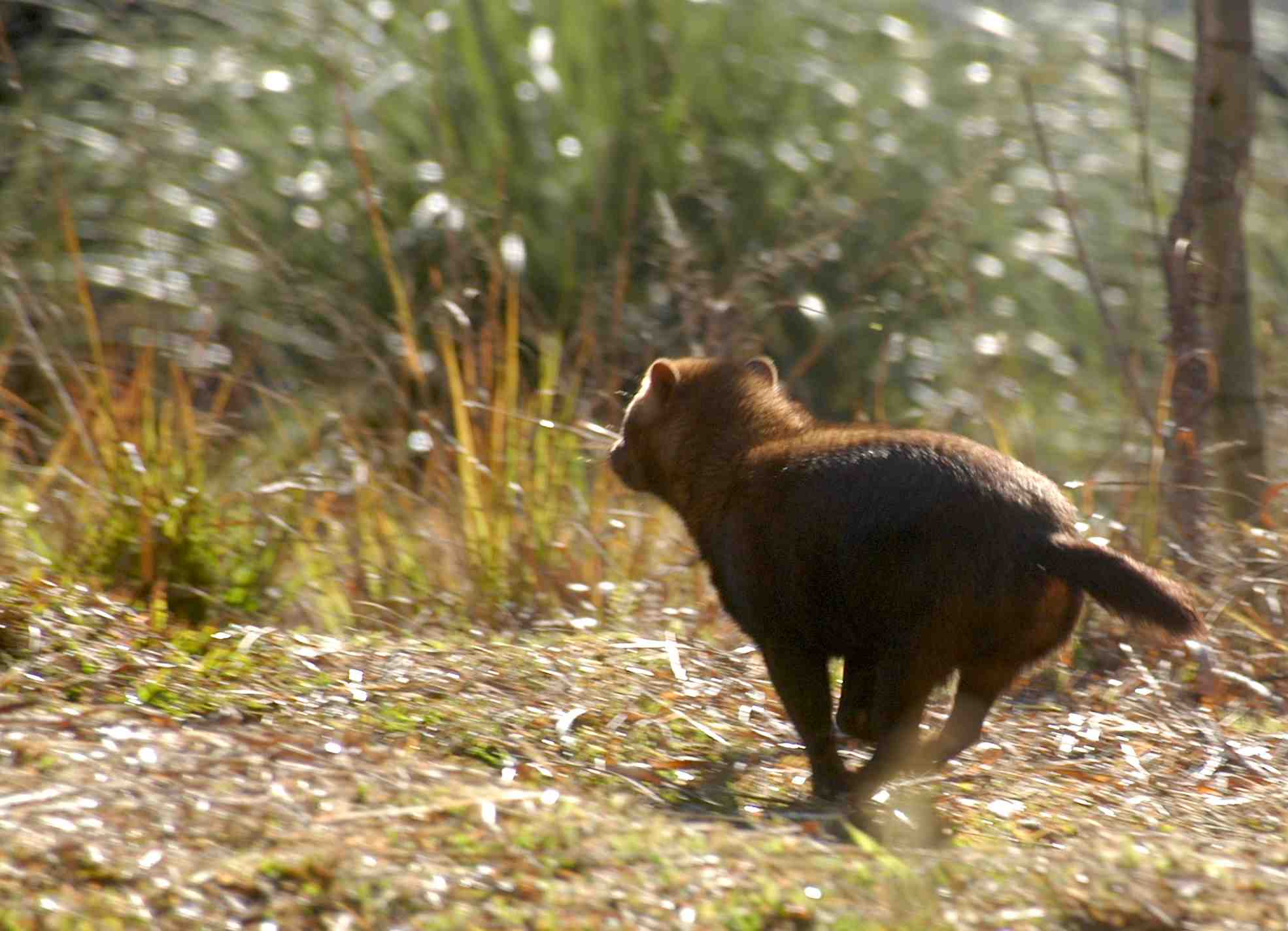 bush dog - © Renata Leite Pitman bush dog - © Renata Leite Pitman