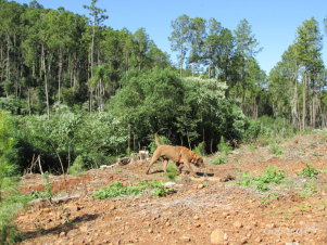 “Train”, conservation detection dog at work in Misiones, Argentina – Photo credit: Karen DeMatteo “Train”, conservation detection dog at work in Misiones, Argentina – Photo credit: Karen DeMatteo