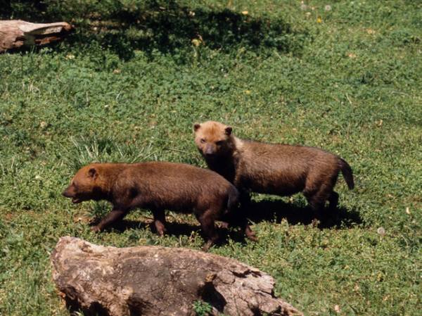 bush dog - © Gerald L Zuercher