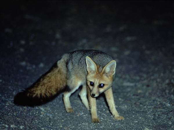 Cape fox - © Chris and Tilde Stuart
