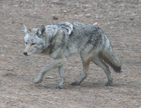 coyote - © Jim Scarff