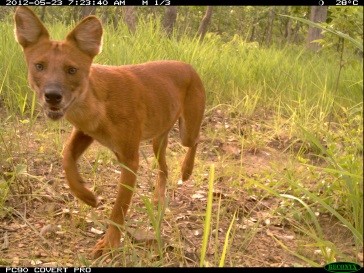 Photo credit: WWF-Cambodia.