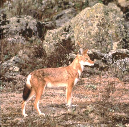 Ethiopian wolf - © Claudio Sillero