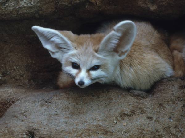 fennec fox - © Dresner