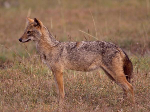golden jackal - © Krupakar Senani