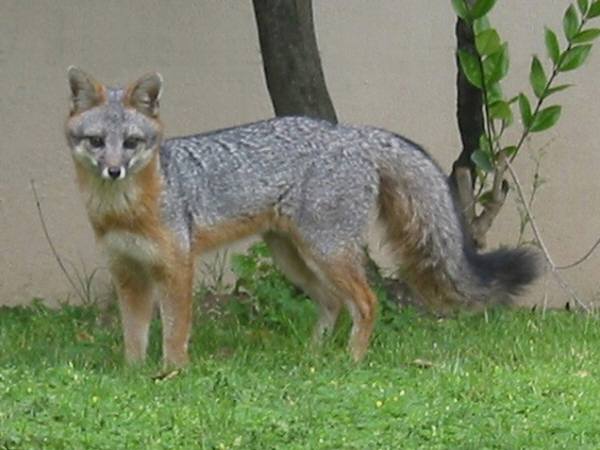 gray fox - © Karen Brown