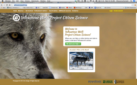 Using citizen science to better understand Yellowstone’s wolves Using citizen science to better understand Yellowstone’s wolves