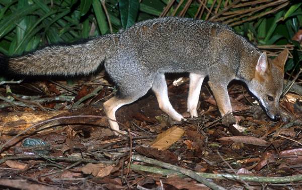 hoary fox - © Adriano Gambarini