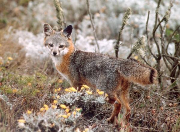 island fox © Coonan