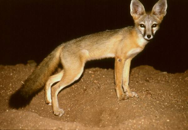 kit fox - © Rurik List