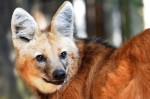 maned wolf - Photo credit: Edu Fortes