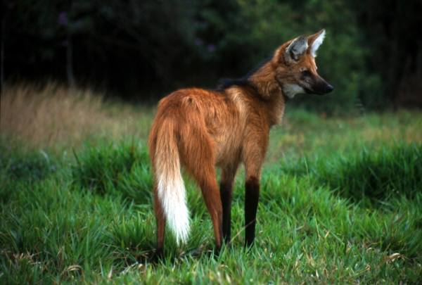maned wolf - © Rogerio Cunha