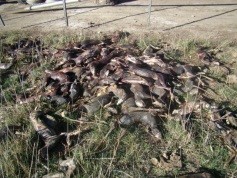 Impact of pampas foxes (Pseudalopex gymnocercus) on livestock in the Argentine Espinal: evaluation of conflict mitigation measures