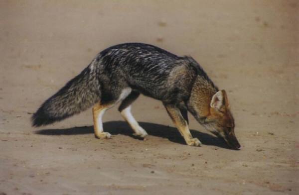 pampas fox - © Marcelo Dolsan