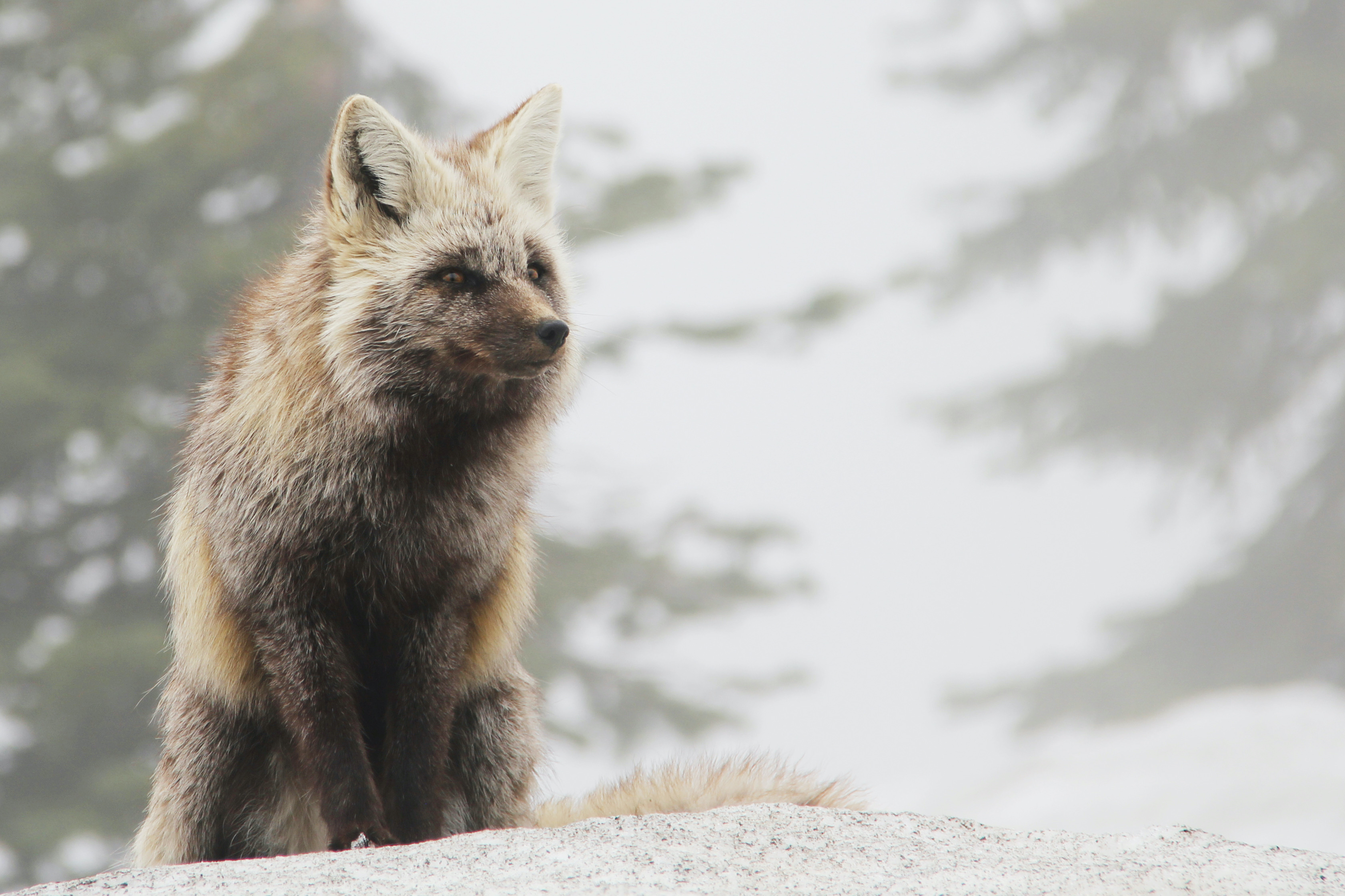 Cascade Red Fox.jpg Cascade Red Fox.jpg