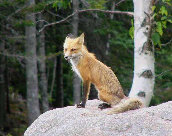 red fox - © Patty Hoyt