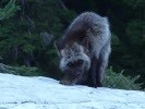 a Sierra Nevada red fox at Crater Lake National Park – Photo credit: Elena Thomas, NPS (May 2009)