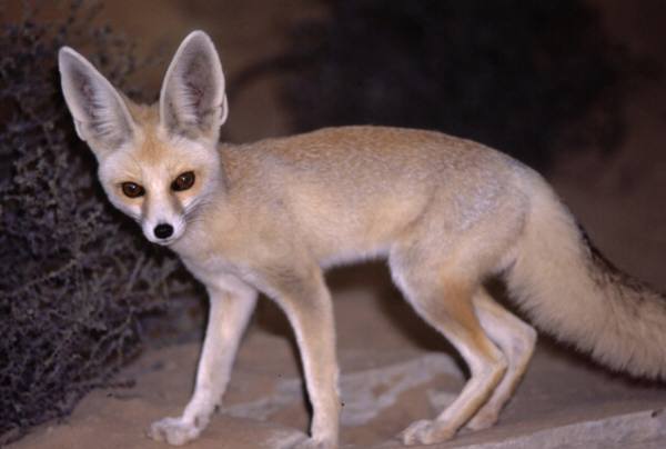 Rüppell's fox - © C&T Stuart