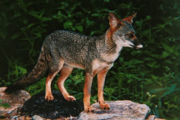 sechuran fox - © Daniel Ascensios