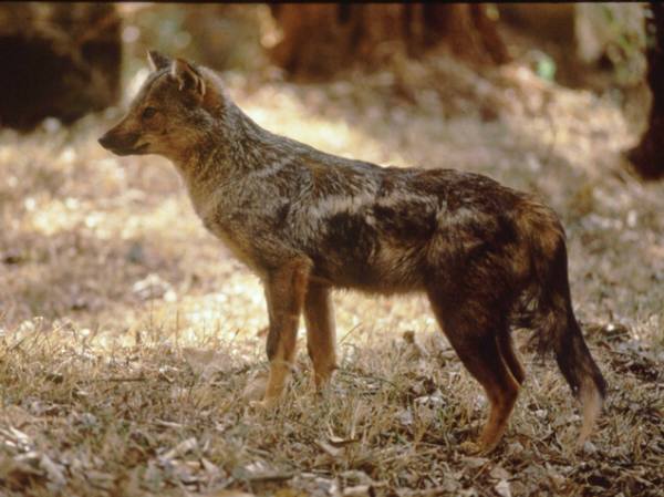 side-striped jackal - © Chris and Tilde Stuart