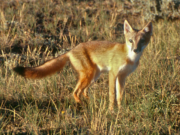 swift fox - © Travis Olson