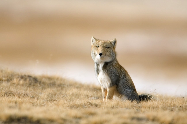 Tibetan fox - © 1997 Milo Burcham